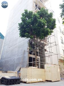 Cung cấp, lắp đặt thang máy tại Thanh Trì, Hà Nội